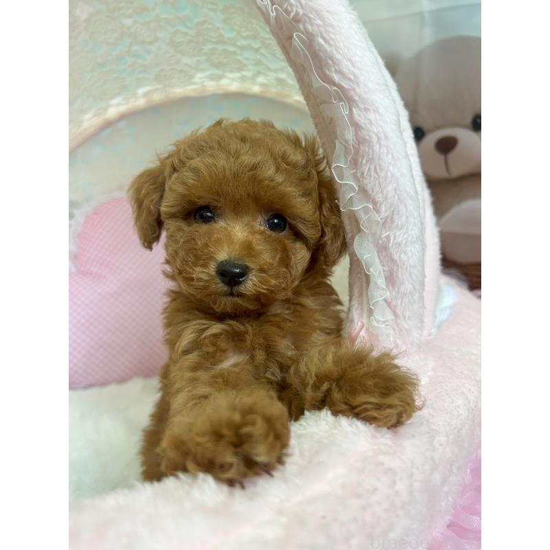 販売中の静岡県のミックス犬-410540の14枚目